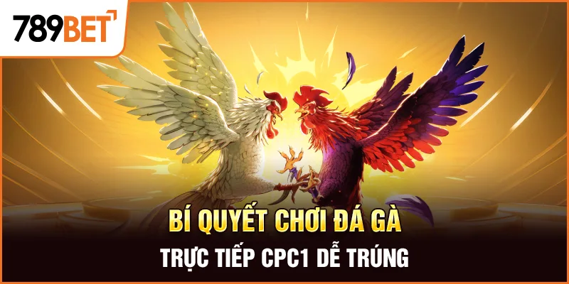 Bí quyết chơi đá gà trực tiếp cpc1 dễ trúng Bí quyết chơi đá gà trực tiếp cpc1 dễ trúng
